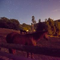 Midnight Horse�